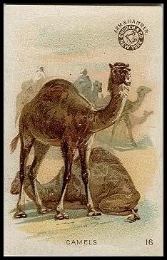16 Camels